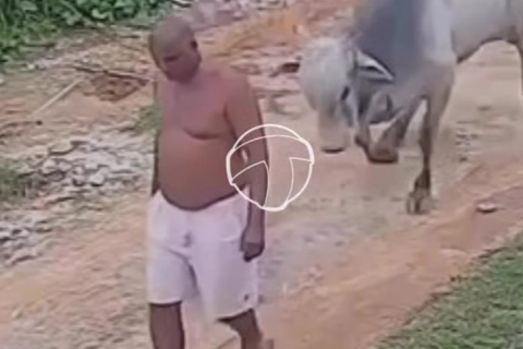Idoso é atingido por boi solto em via pública