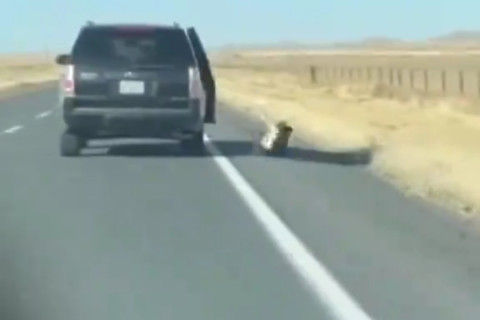 Homem tem atitude surpreendente após ver cachorro abandonado na estrada