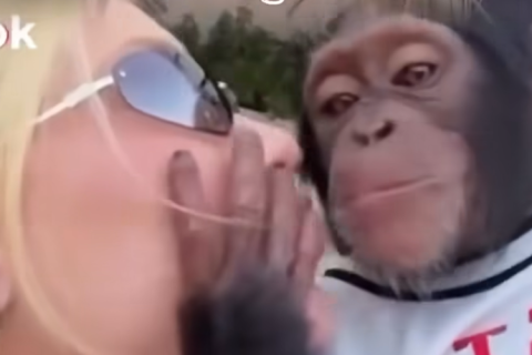 Virginia se pronuncia após polêmica com vídeo beijando macaco em Dubai