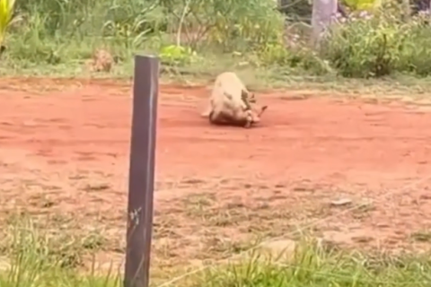ataque choca moradores: pitbull solto fere cachorro de rua no novo pvh, em rondônia