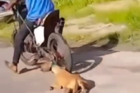 Apor repercussão, homem é preso pela PM por arrastar cachorro no Pará