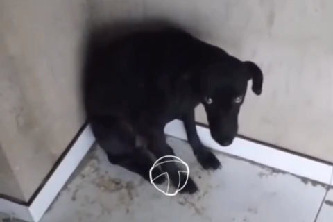 Homem é flagrado em vídeo após suspeita de zoofilia em construção em Alagoas