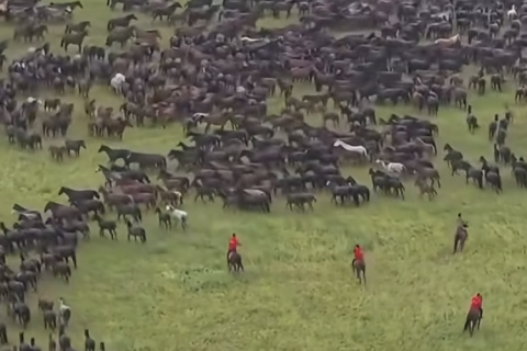 Cavalos livres no Cazaquistão protagonizam imagens tão perfeitas que parecem IA