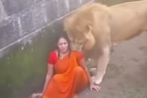 Mulher cai em jaula de leões durante visita a zoológico na Índia