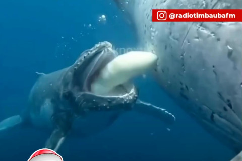 Filhote de baleia-azul pode ganhar até 90 kg por dia ao se alimentar do leite materno
