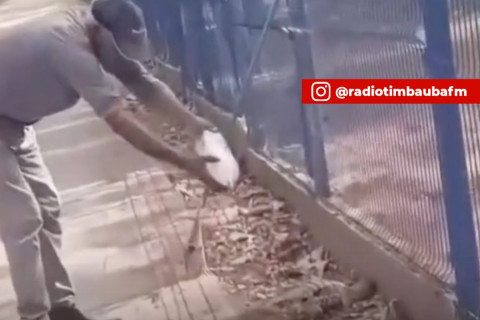 Ao tentar dar água para um teiú, trabalhador perde parte do dedo após ataque