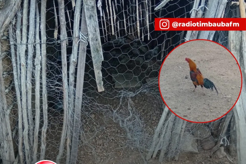 Ladrões furtam 18 galinhas em Crateús, deixaram apenas o galo