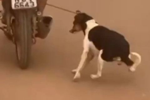 Homem é preso por maus-tratos a cachorro