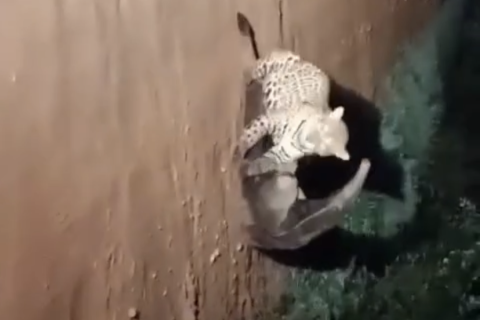 Onça-pintada tenta predar tamanduá-bandeira no Pantanal em cena raríssima