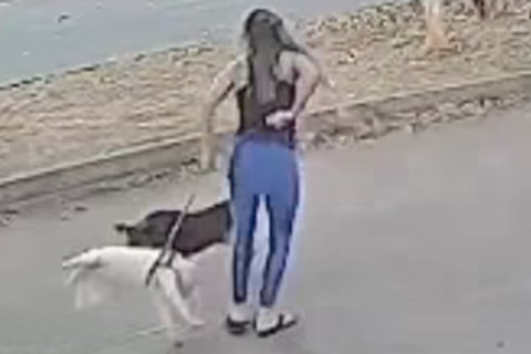 Câmera flagra ataque de cachorro a pet; animal escapa por pouco