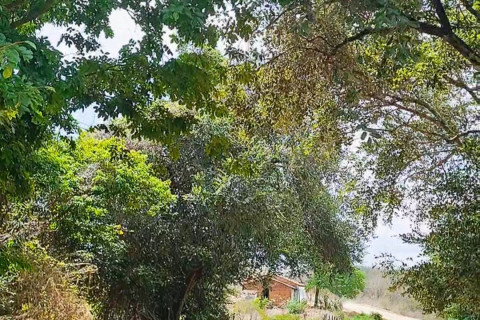 O Inverno Chega ao Sertão Cearense e o Verde Começa a Ressurgir