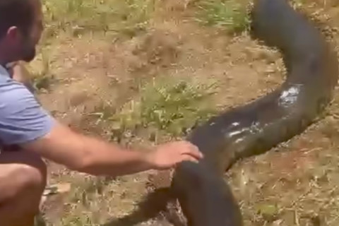Sucuri gigante é vista capturando cachorro em quintal de residência