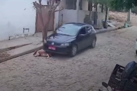 Motorista atropela cachorro no Norte do Piauí e foge do local