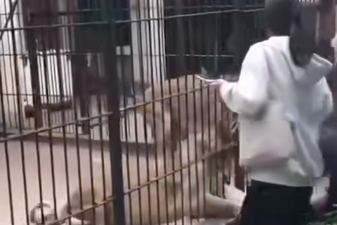 Leoa ataca criança em zoológico na China e pai age rápido em resgate