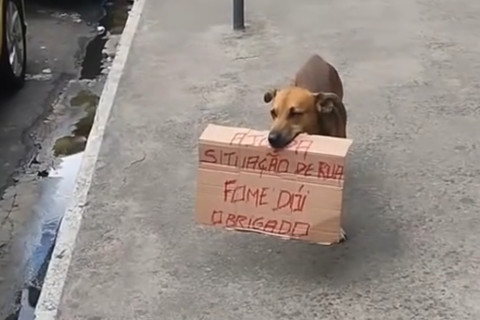 Cachorro em situação de rua comove morador ao segurar placa com pedido de ajuda