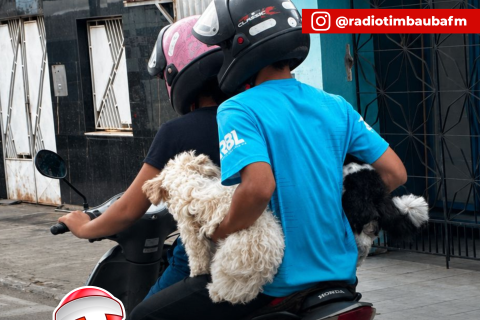 Transporte inadequado de cães em motocicletas preocupa e coloca vidas em risco em Nova Russas