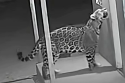 Onça-pintada ataca agricultor e caso chama atenção