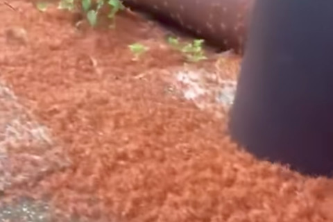 Caranguejos tomam ruas na Austrália