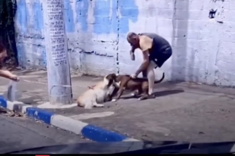Ataque envolvendo pit bull levanta alerta sobre segurança e fiscalização