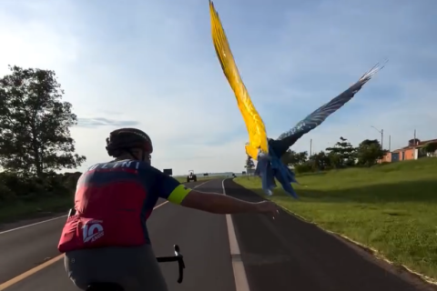 Arara-azul surpreende ciclistas ao acompanhá-los em rodovia e morder capacete
