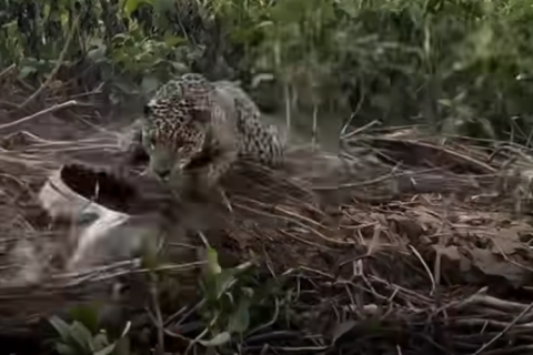 Onça surpreende jacaré gigante e faz caçada impressionante no Pantanal