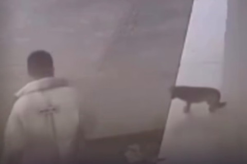 Ataque a cachorro termina em queda e revolta internautas
