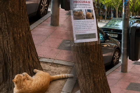 Após mobilização de buscas, gato desaparecido é encontrado tranquilamente embaixo do próprio anúncio de "procura-se"