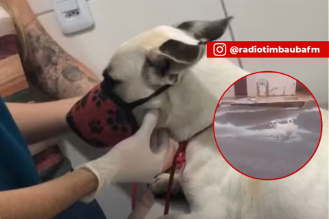 JUAZEIRO DO NORTE - Cão arrastado por correnteza durante forte chuva sobrevive e é resgatado