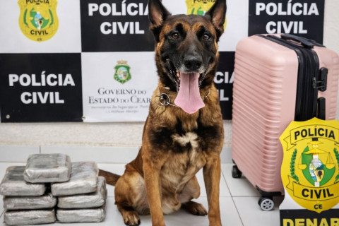 denarc apreende mulher com cerca de 6 quilos de droga em tauá
