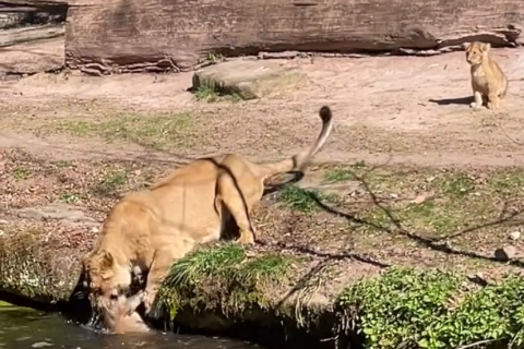 Cena impressionante reforça o instinto materno até mesmo na natureza selvagem