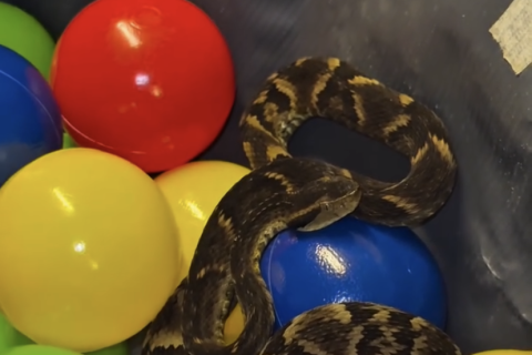 Cobra jararaca é encontrada em piscina de bolinhas em restaurante de Suzano e assusta clientes