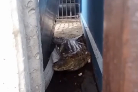 Jacaré de 1,5 metro surpreende e é encontrado em posto no centro de Itaitinga