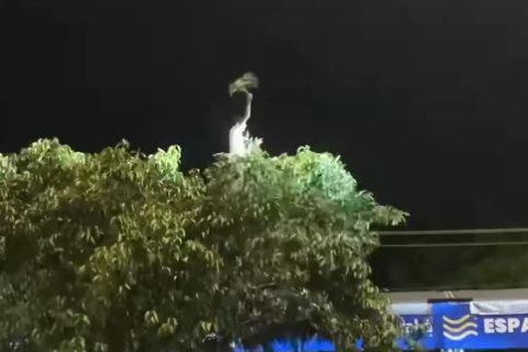 Nas alturas: jovem assiste show de Alok em cima de árvore