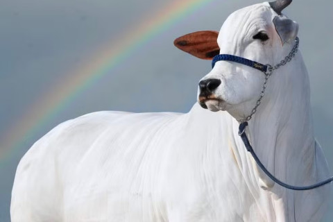 Vaca da raça Nelore é vendida por cerca de R$ 24 milhões e entra para a história no Brasil