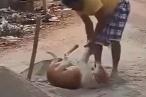Cachorro resolve não deixar dono trabalhar
