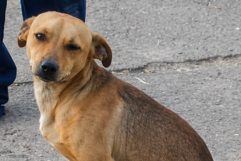 México gera revolta ao dizer que cachorro caramelo é raça oficial do país
