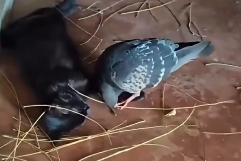 Pomba faz ninho para gata prestes a parir e amizade surpreende